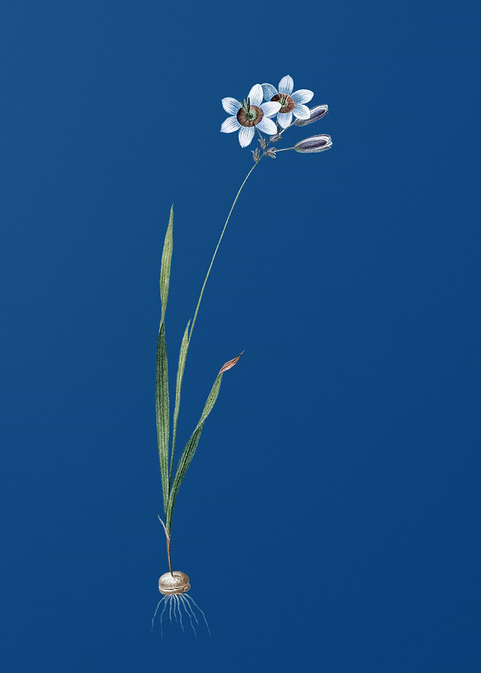 Galaxia Ixiaeflora on Blue