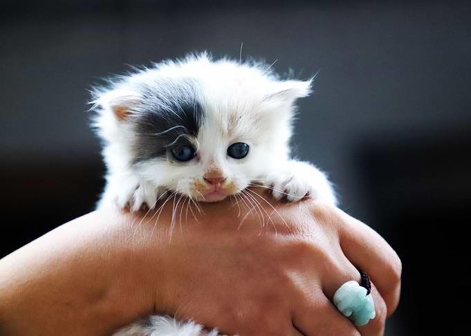 Cute Little Cat