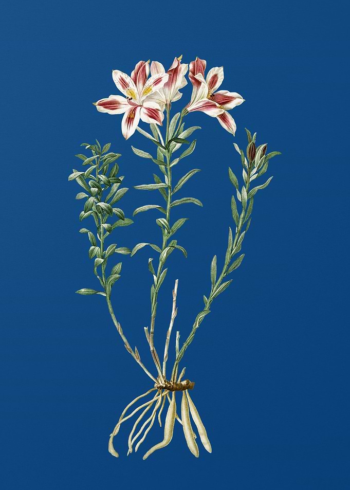 Lily of the Incas