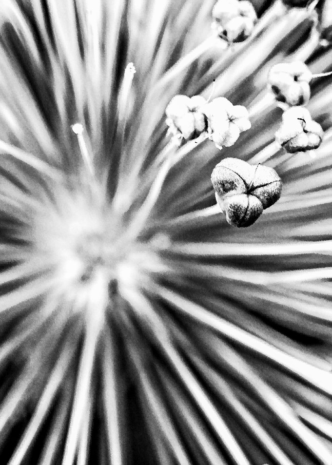 Onion Flower Abstract Sun