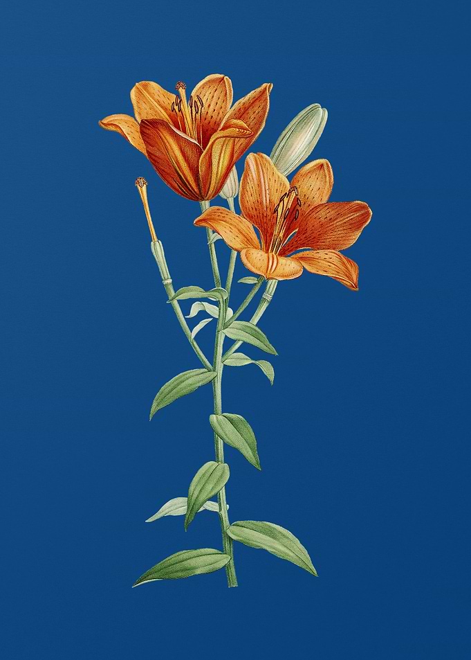 Orange Bulbous Lily