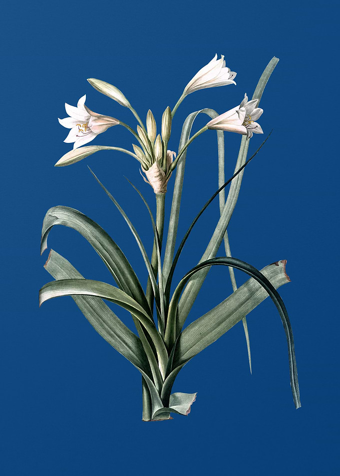 Malgas Lily