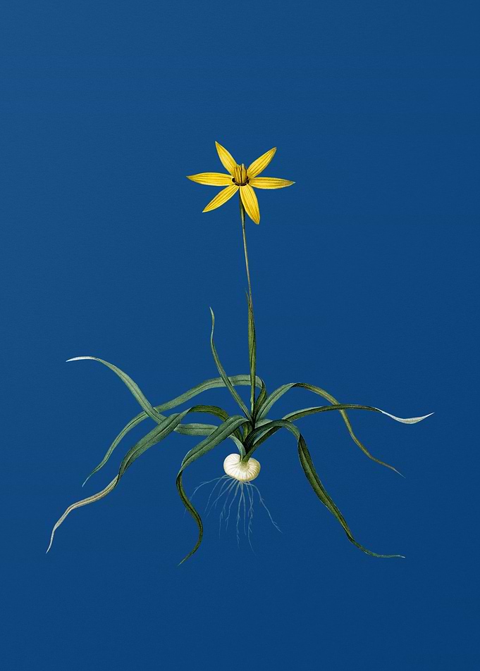 Hypoxis Stellata on Blue