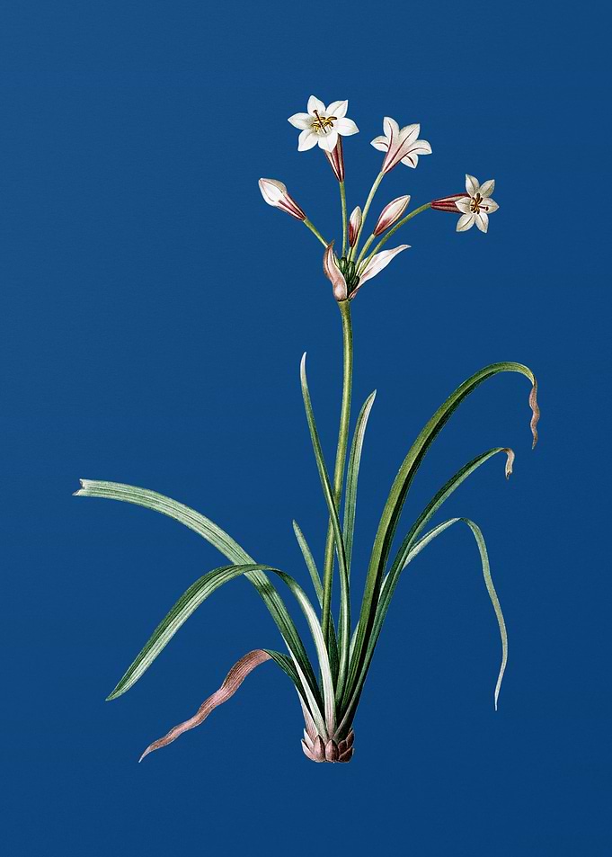 Crytanthus Vittatus
