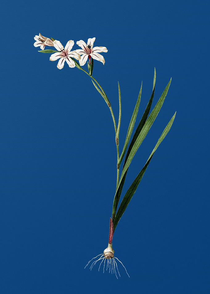 Gladiolus on Classic Blue