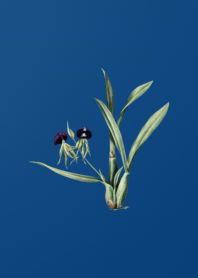 Clamshell Orchid on Blue