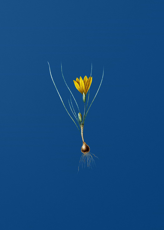 Ixia Filifolia on Blue