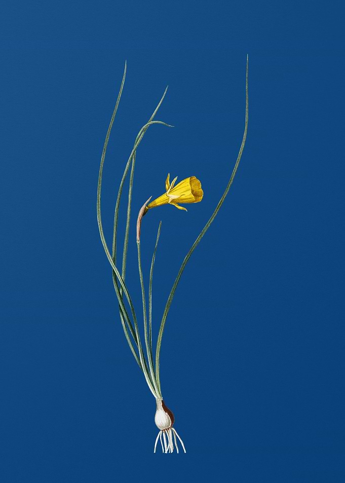 Vintage Daffodil on Blue