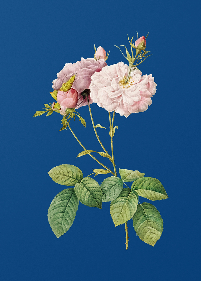 Blooming Damask Rose