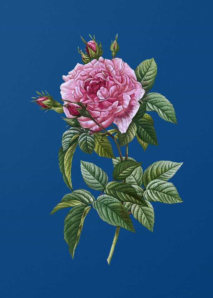 Blooming Pink French Rose