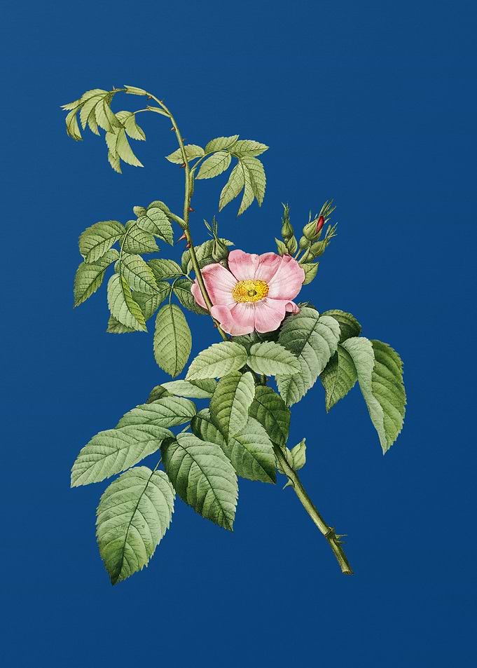 Blooming Apple Rose