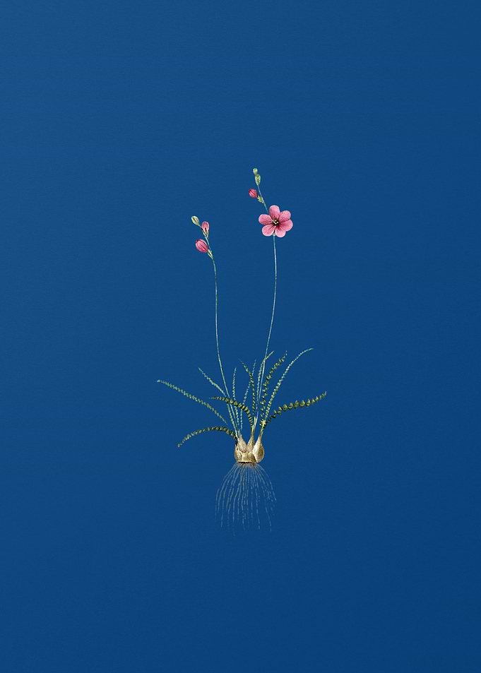 Ixia Crispa on Blue
