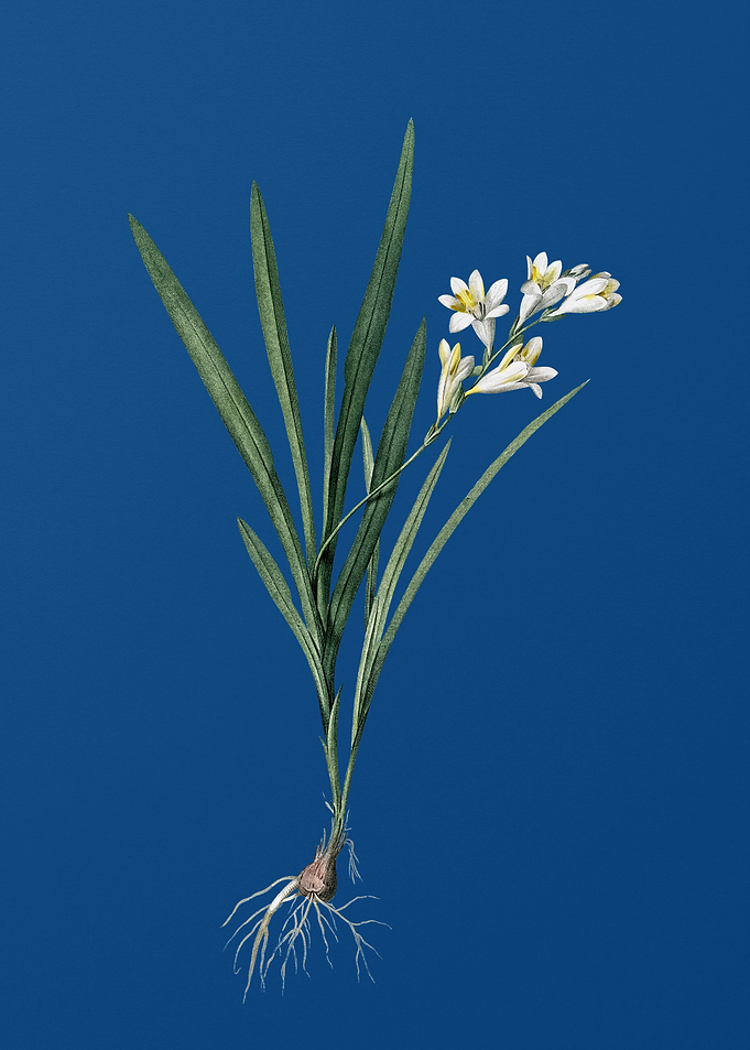 Gladiolus Xanthospilus