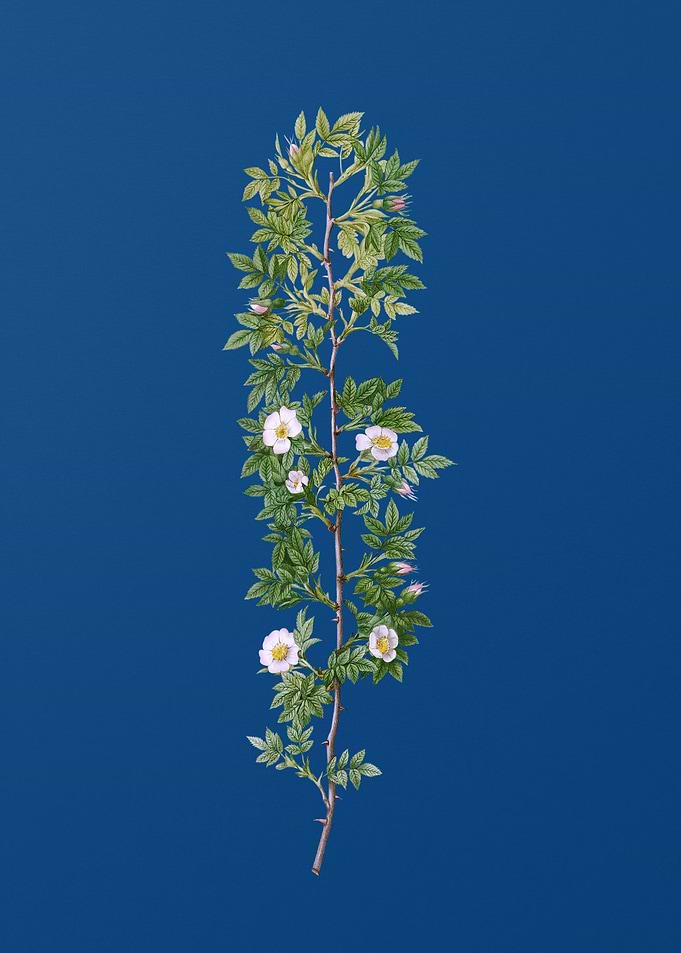 Blooming Cuspidate Rose