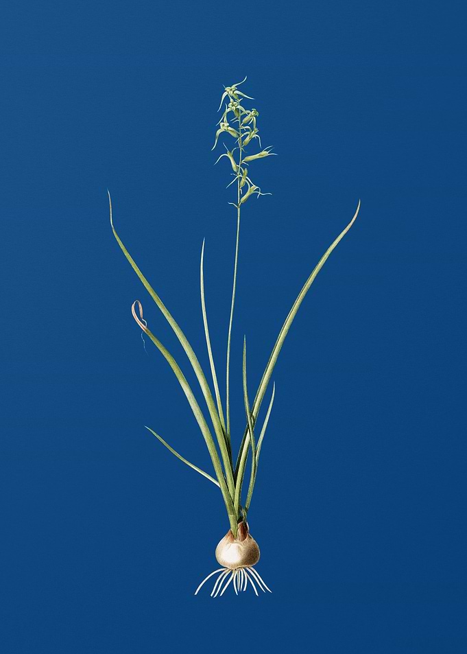 Hyacinthus Viridis on Blue