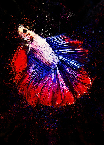 Super Delta Siamese Fish