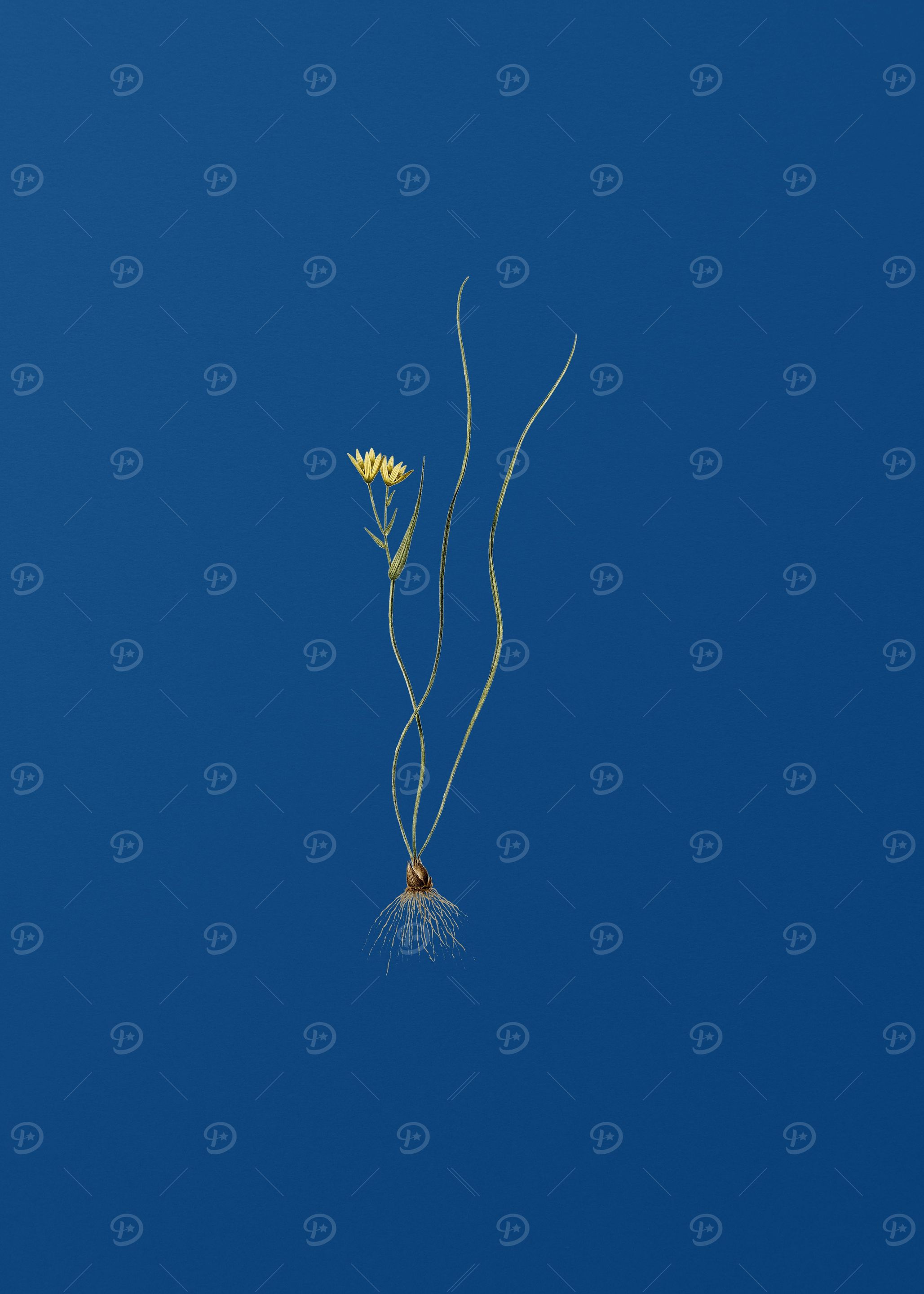 Ornithogalum Spathaceum