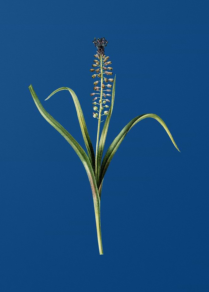 Grape Hyacinth on Blue