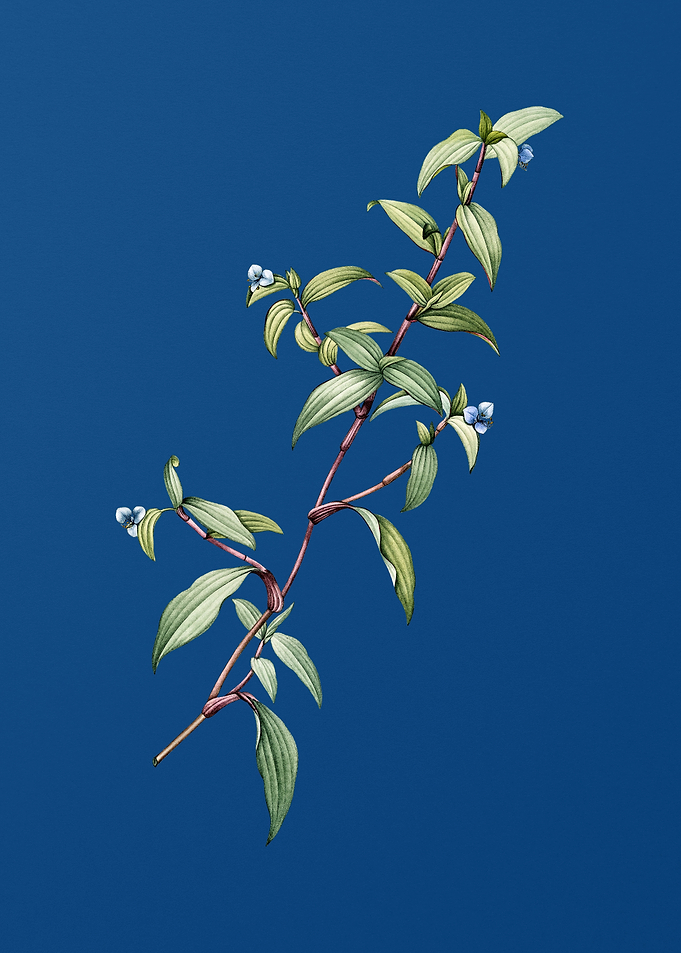 Birdbill Dayflower in Blue