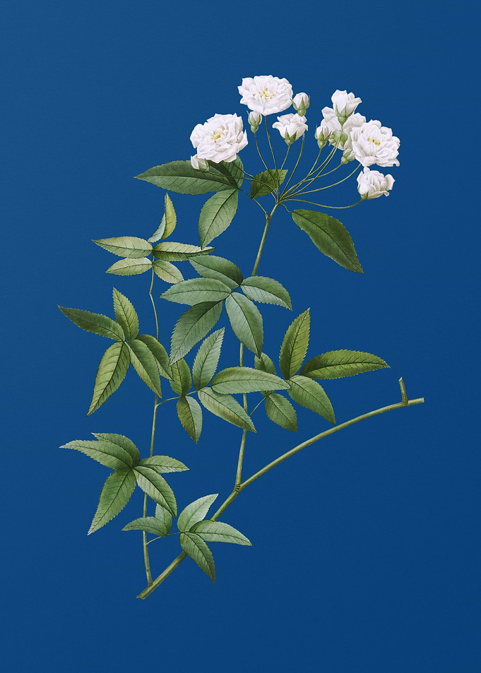 Lady Banks Rose