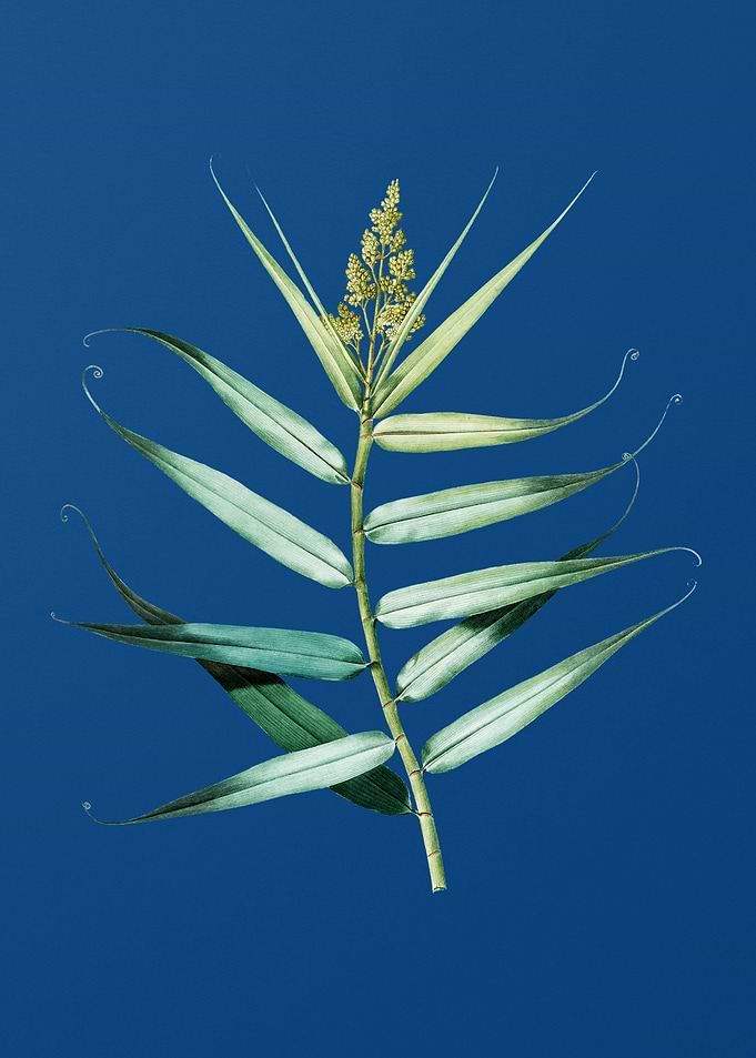 Bush Cane on Classic Blue