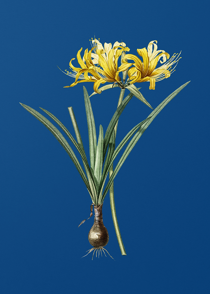 Golden Hurricane Lily