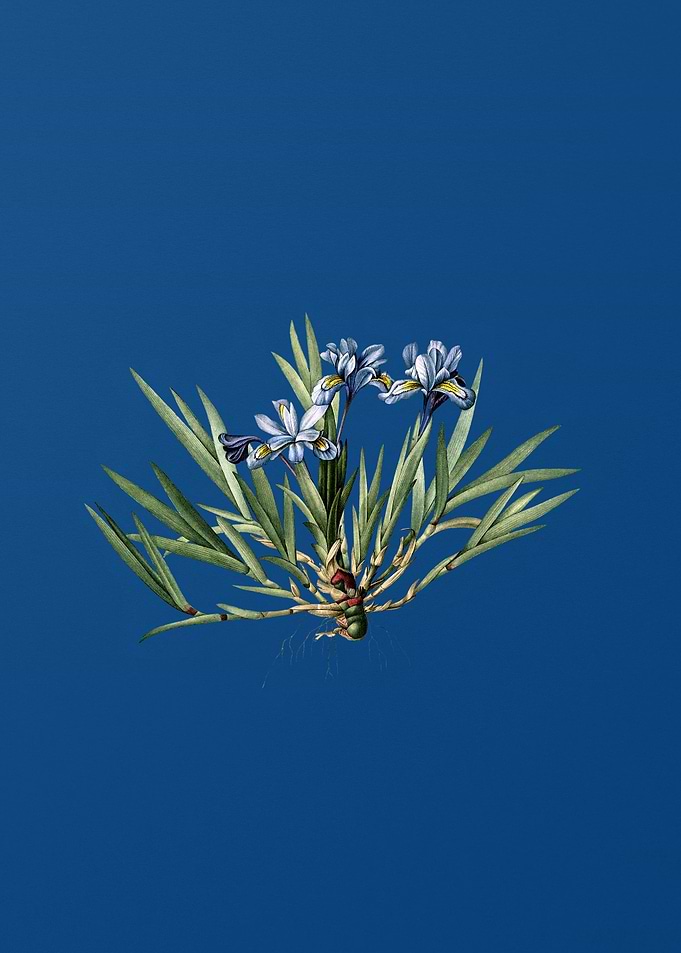 Dwarf Crested Iris