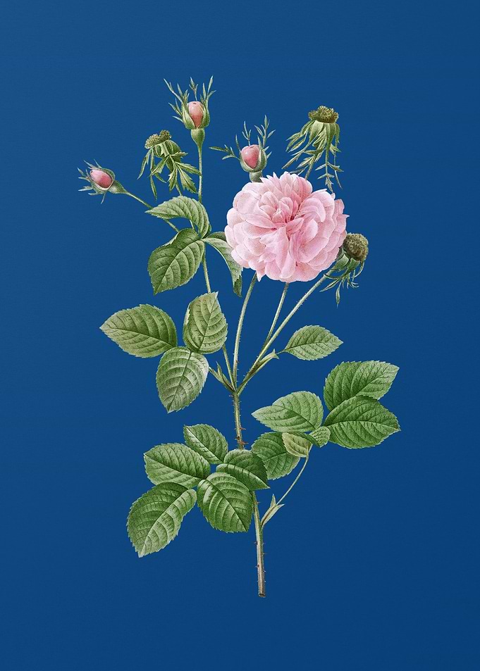 Blooming Pink Agatha Rose