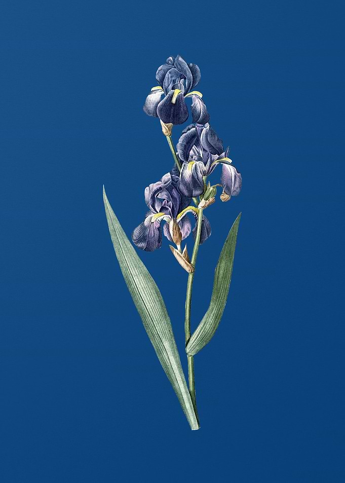 Vintage Dalmatian Iris