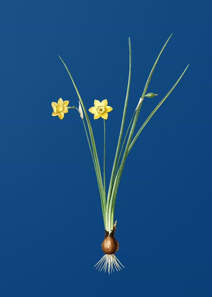 Vintage Daffodil on Blue