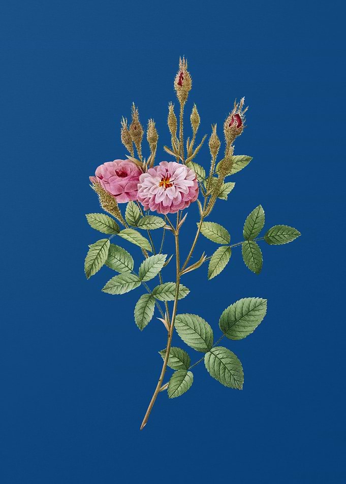 Mossy Pompon Rose on Blue