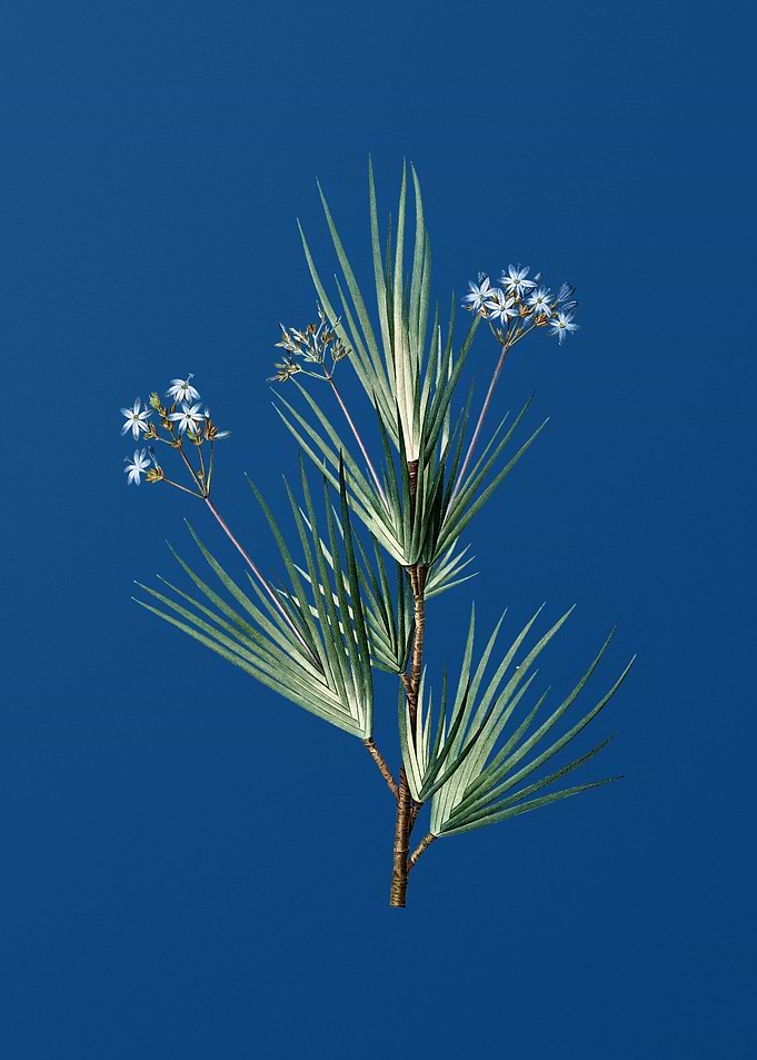 Blue Stars on Classic Blue