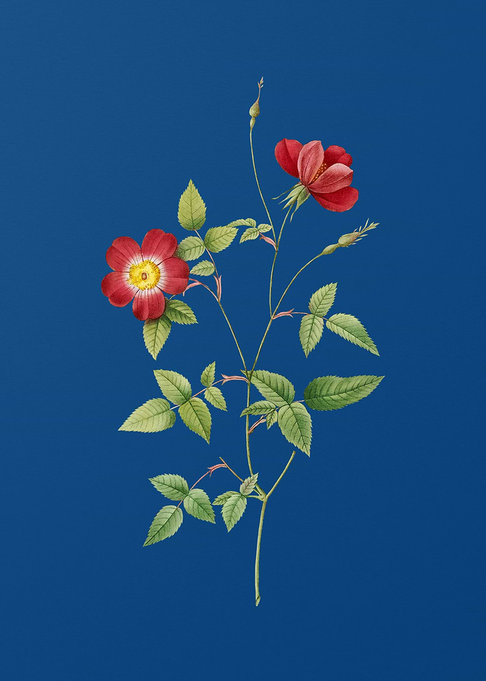 Indica Stelligera Rose