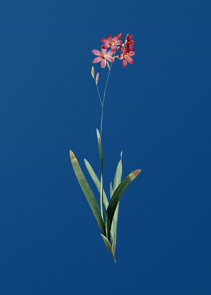 Vintage Corn Lily on Blue