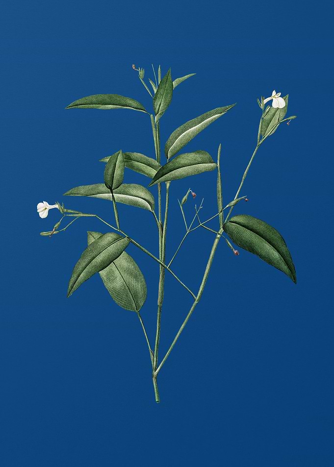 Maranta Arundinacea