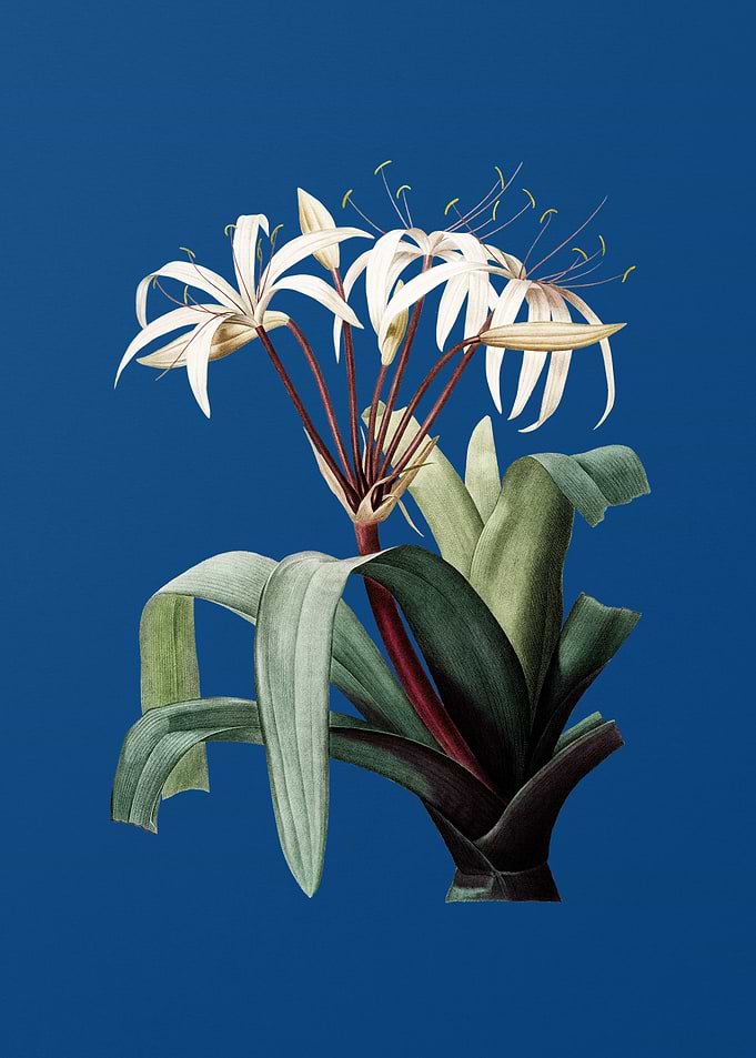 Crinum Erubescens