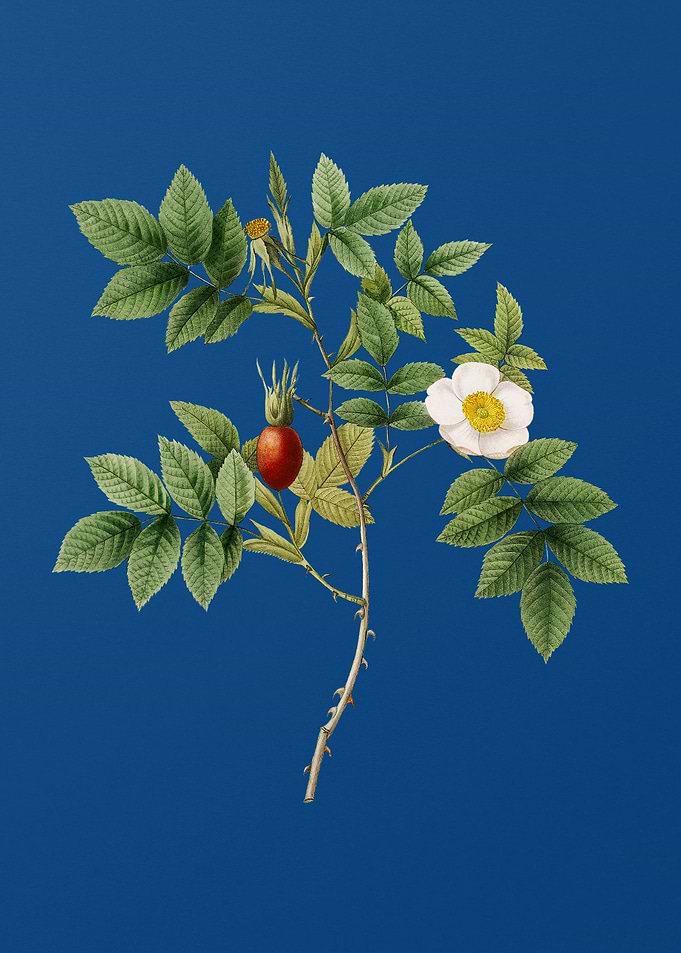 Mountain Rose Bloom