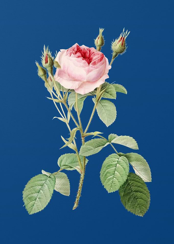 Double Moss Rose