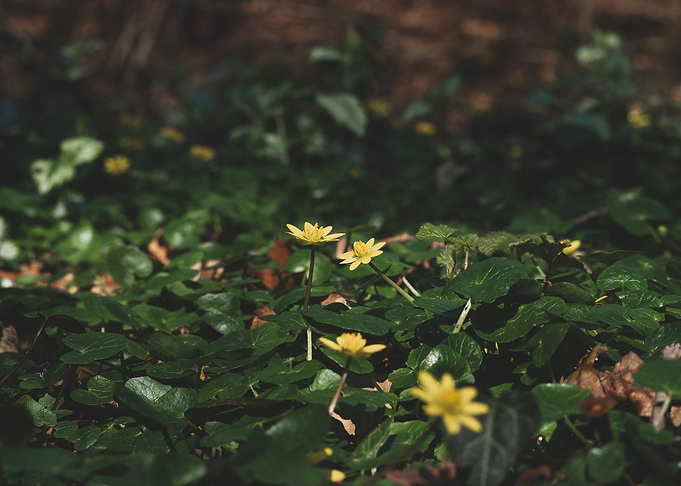Yellow forest flowers