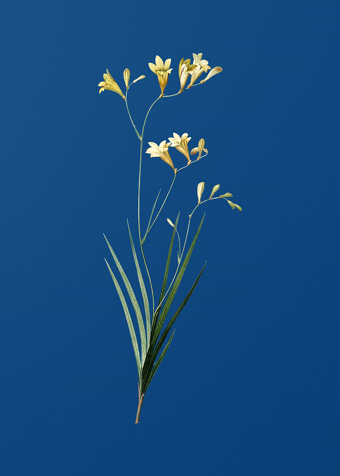 Freesia on Classic Blue