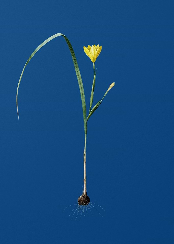 Vintage Cape Tulip on Blue