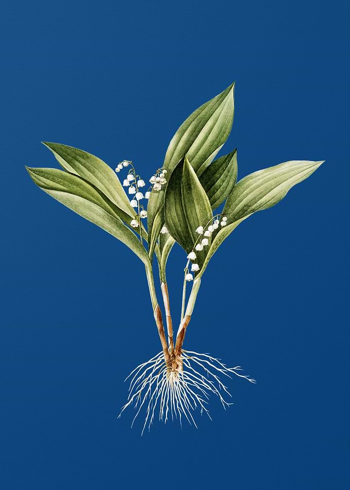 Lily of the Valley