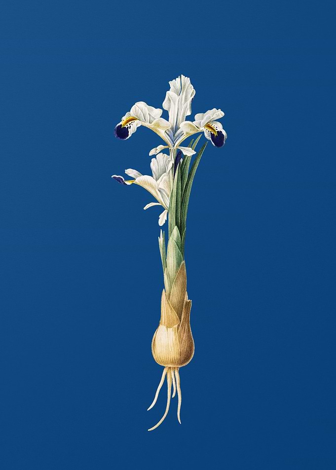 Iris Persica on Blue