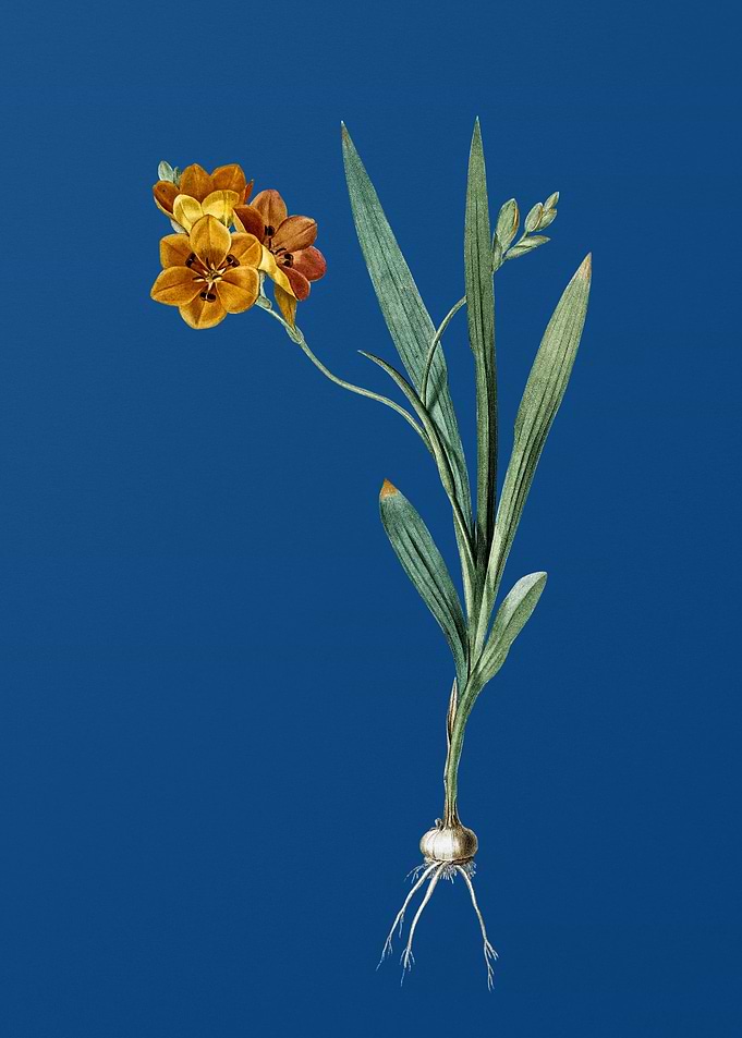 Ixia Miniata on Blue