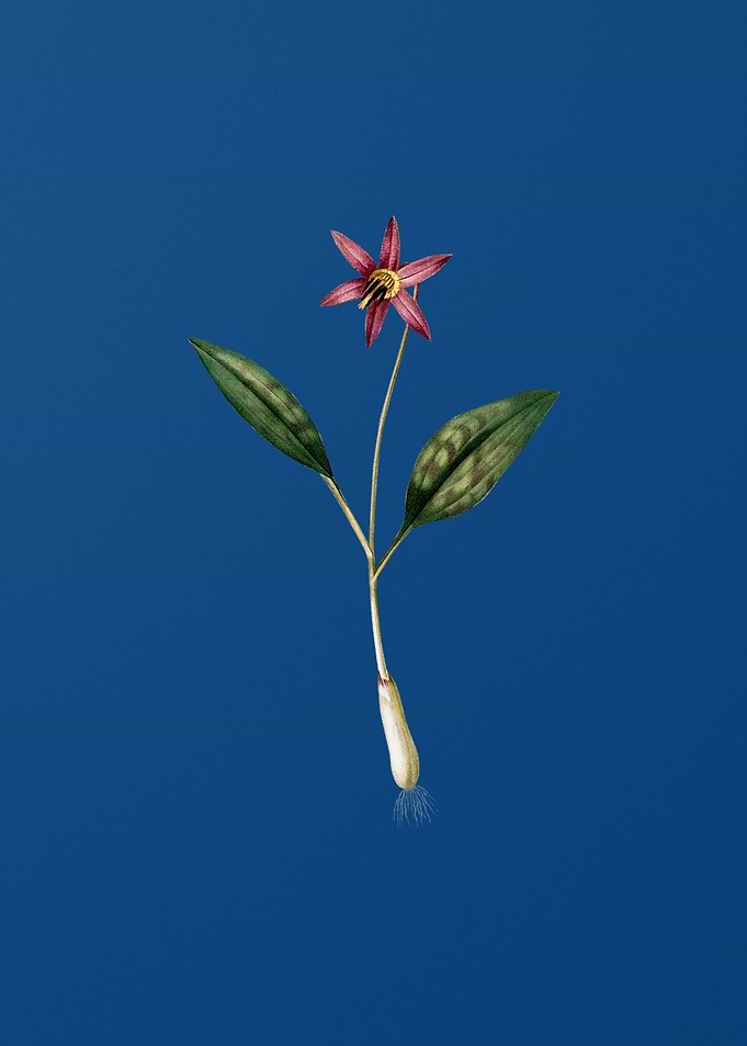 Vintage Erythronium