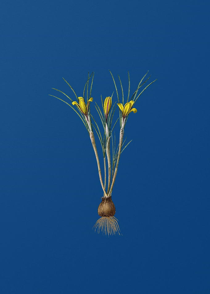 Cloth of Gold Crocus
