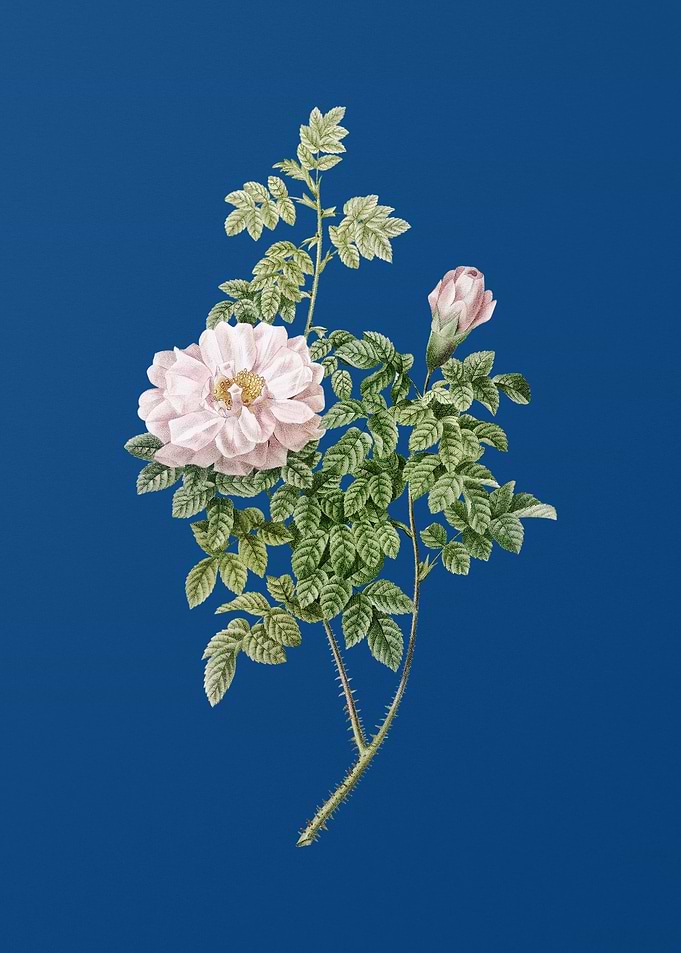 Blooming Ventenats Rose