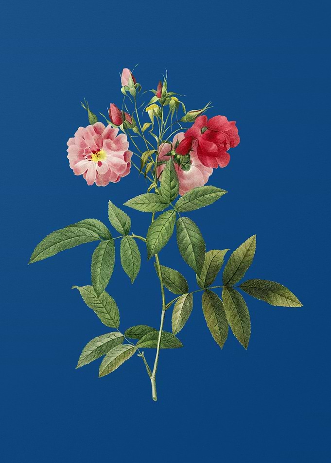 Hudson Rose on Blue