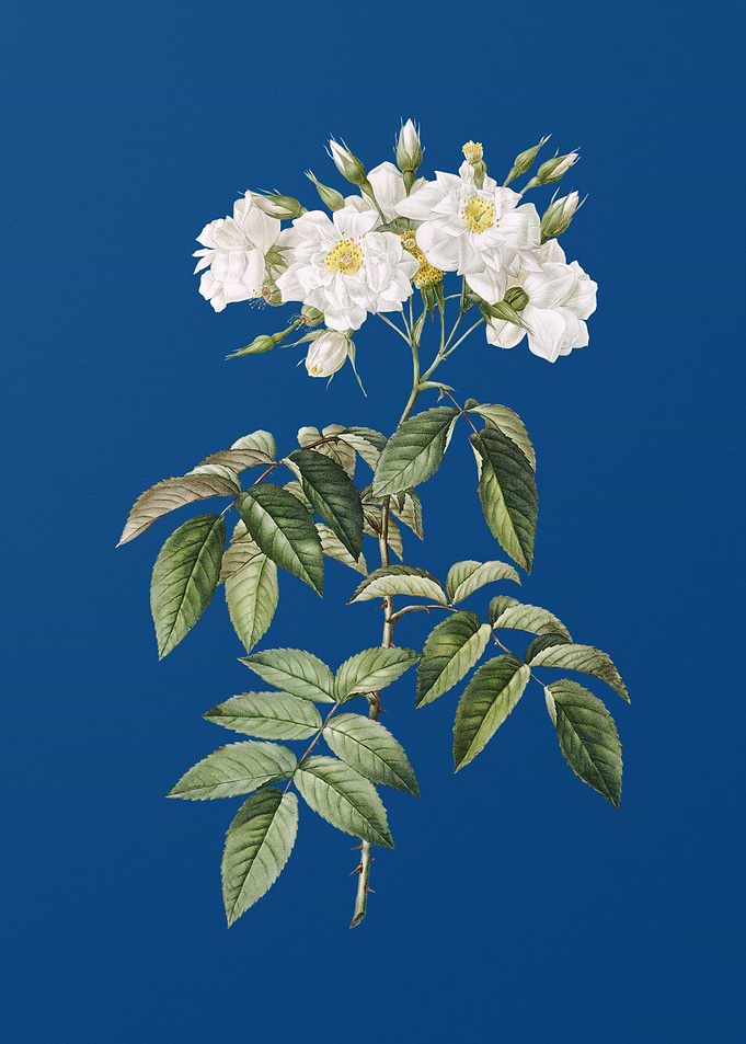 Blooming Musk Rose