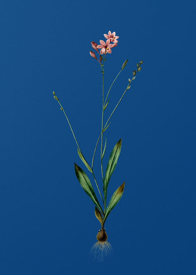 Vintage Gladiolus Junceus